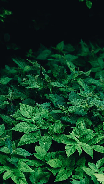 Leaf wood mountain, Nature's beauty HD phone wallpaper