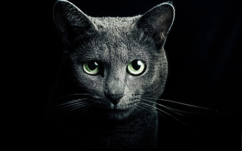 Animals, Cats HD wallpaper