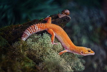 Leopard gecko elegance, Striking reptile, Mesmerizing pattern, Beautiful creature HD wallpaper