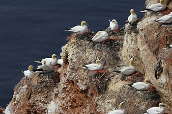 Animals, Seagulls, Rock, Nest HD wallpaper