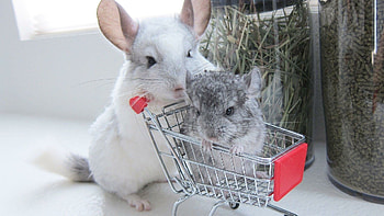 Cute chinchilla portraits, Adorable furballs, Playful poses, Animal graphy HD wallpaper