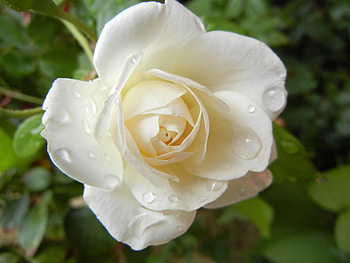 White Rose, rose, plant, nature, flower HD wallpaper