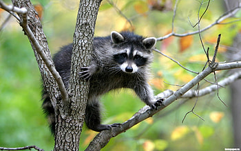 Animals, Rodents, Raccoons HD wallpaper