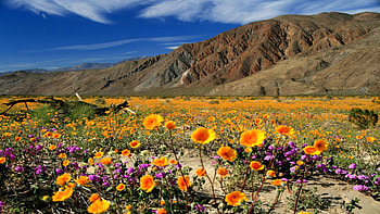 Anza-Borrego State Park, California, sky, mountains, wildflowers, landscape, clouds, usa HD wallpaper