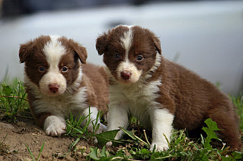 Animals, Sit, Couple, Pair, Spotty, Spotted, Nice, Sweetheart, Puppies HD wallpaper