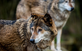 Gray Wolf, 8 , Animal , 34286 HD wallpaper