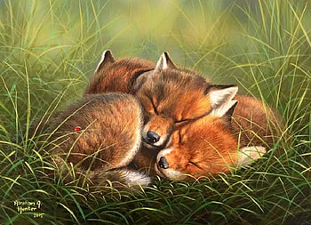fox family, natur, grass, fox, animals HD wallpaper