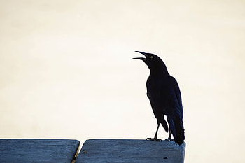 Animals, Bird, Raven HD wallpaper