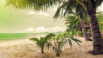 Tropical Beach, palms, sea, sky, water HD wallpaper