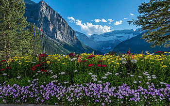 Wildflowers In Banff National Park, Lake Louise, blossoms, clouds, sky, flowers, canada, alberta, mountains HD wallpaper