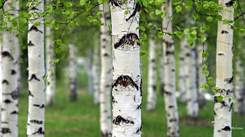Birch Grove, summer, birch, leaves, aspen, spring, forest, grove HD wallpaper