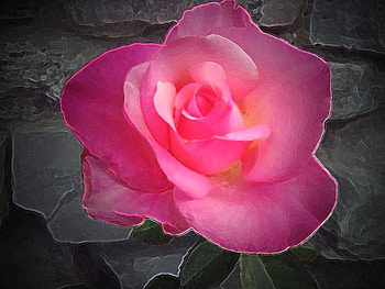 Pink rose, rose, abstract, flower HD wallpaper