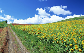 Landscape, Nature, Fields HD wallpaper