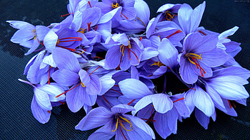 Flowers , flowers, nature HD wallpaper