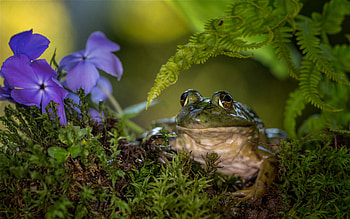 Frog, animal, nature, flower HD wallpaper