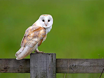 Cool Owl, cool, beautiful, owl HD wallpaper