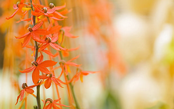 Flowers, Macro, Petals, Branches HD wallpaper