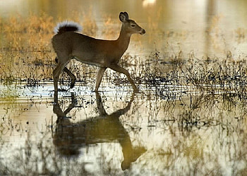 White-Tailed-Deer, beautiful, white-tailed, , deer HD wallpaper