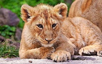 Animals, To Lie Down, Lie, Lion, Fear, Kid, Tot, Lion Cub, Waiting, Expectation HD wallpaper