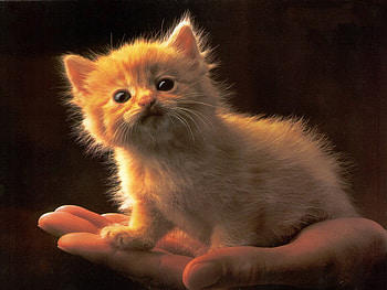 Kitten in hand, kitten, sweet, animal, kitty, cute, cat, fluffy, hand, adorable HD wallpaper