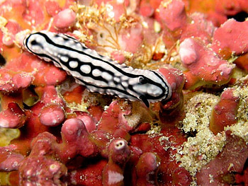 Sea Creature, white, coral, black, ocean HD wallpaper