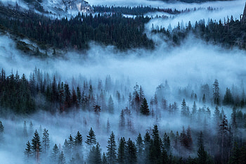 Nature, Trees, Fog, Shroud HD wallpaper