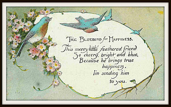 Bluebird of Happiness Greeting, blue, greeting, white, framed, well-wishes, bluebird, bluebird of happiness, antique, vintage HD wallpaper