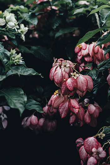 Flowers, Drops, Bush, Elegant HD phone wallpaper