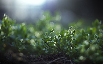 Grass, Macro, Greens, Land, Earth, Shadow, Roots HD wallpaper
