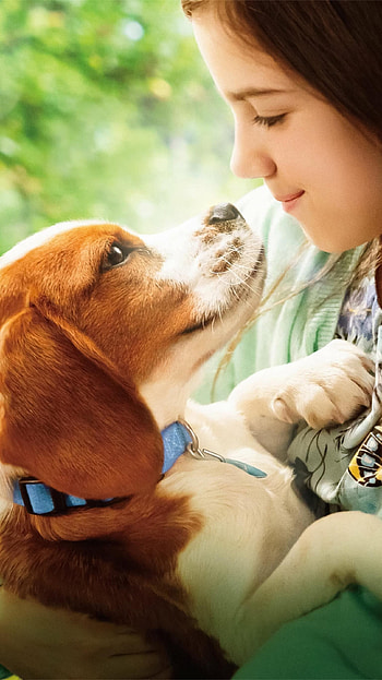A Dog's Purpose, Top , Backgrounds, Beloved pets HD phone wallpaper
