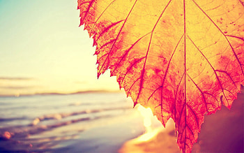 Macro, Shine, Light, Sheet, Leaf, Stripes, Streaks, Shades HD wallpaper