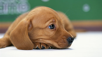 Animals, Dogs HD wallpaper