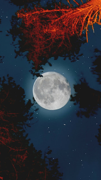 Amazing moonlight, Red forest HD phone wallpaper