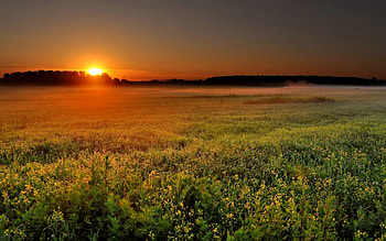 Sunset, field, sky, nature, grass HD wallpaper