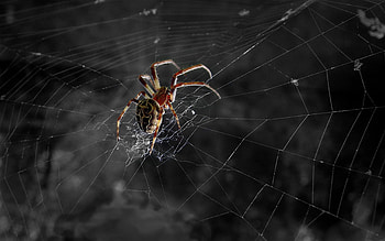 High-resolution , Spider close-ups, Detailed arachnids, Wall-worthy HD wallpaper