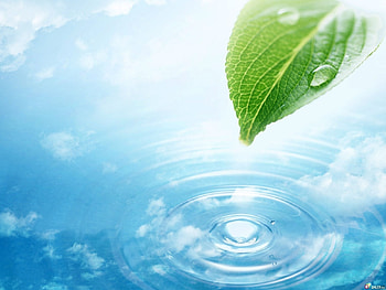 Plants, Water, Leaves, Drops HD wallpaper