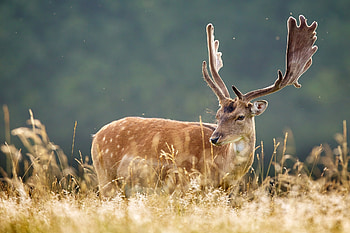 Animals, Grass, Spotted, Spotty, Animal, Deer HD wallpaper