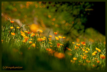 Poppy Field , poppy HD wallpaper
