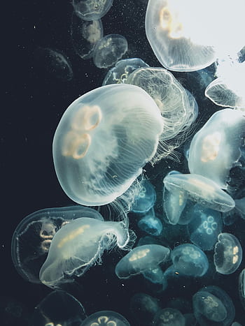Serene underwater scene showcasing graceful jellyfish in their natural habitat. HD phone wallpaper