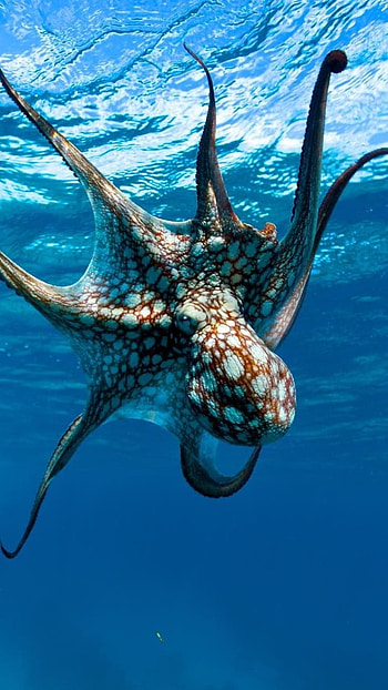 Octopus, Adorable Animal HD phone wallpaper