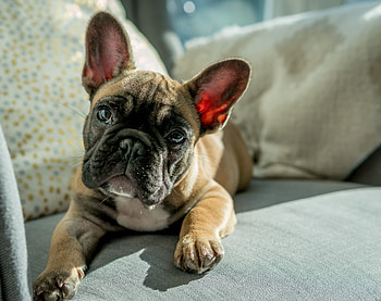 Animals, Dog, Muzzle, Sight, Opinion, Bulldog HD wallpaper