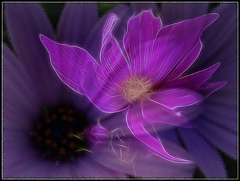 Blast, gerber, abstract, graphy, fractalius, digital art, nature, lotus HD wallpaper