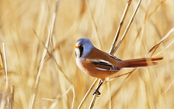 Animals, Nature, Background, Bird, Branches HD wallpaper