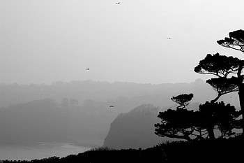 Coastal Life, sea, trees, cliffs, coast HD wallpaper
