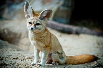 Adorable fennec fox, Desert creature, Wednesday's cuteness, Fantastic graphy HD wallpaper