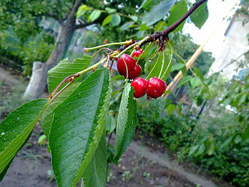 Plants, Cherry, Leaves HD wallpaper