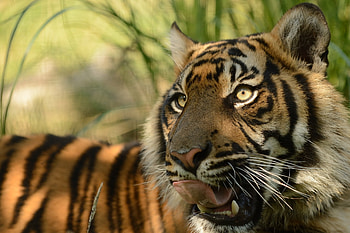 Animals, Cat, Muzzle, Predator, Tiger, Language, Tongue, Sumatran Tiger HD wallpaper