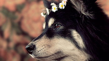 Animals, Dog, Muzzle, Spotted, Spotty, Wreath HD wallpaper
