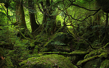 Landscape, Trees, Fantasy HD wallpaper