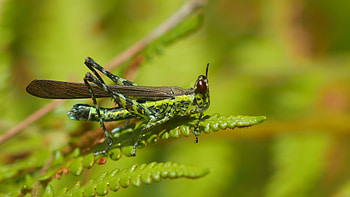 Monkey grasshopper, Grasshoppers HD wallpaper